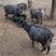 出售自家繁殖青山羊，小羊羔，成年母羊，头胎母羊，二胎母羊