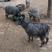 出售自家繁殖青山羊，小羊羔，成年母羊，头胎母羊，二胎母羊