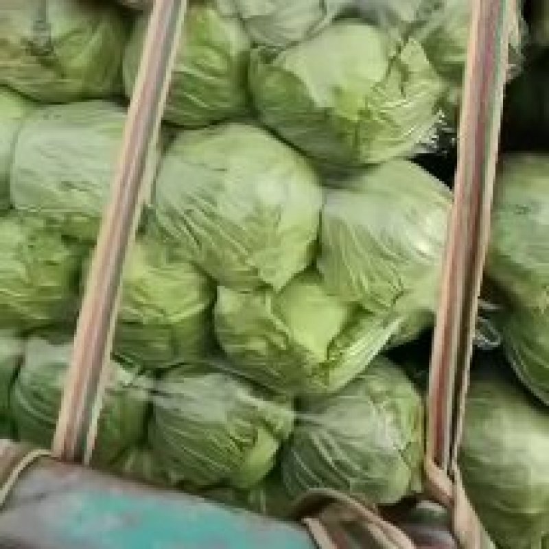 精品甘蓝大量上市需要联系