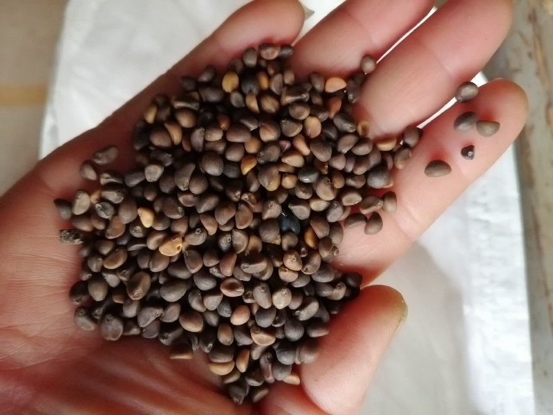 双斧牌空心菜，厂家直销，价格优惠，大尖叶。