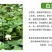 草坪种子护坡草籽绿化狗牙根高羊茅黑麦草籽百慕大四季常青草