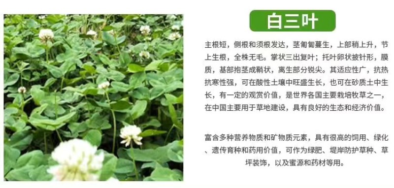 草坪种子护坡草籽绿化狗牙根高羊茅黑麦草籽百慕大四季常青草