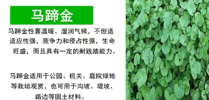 草坪种子护坡草籽绿化狗牙根高羊茅黑麦草籽百慕大四季常青草
