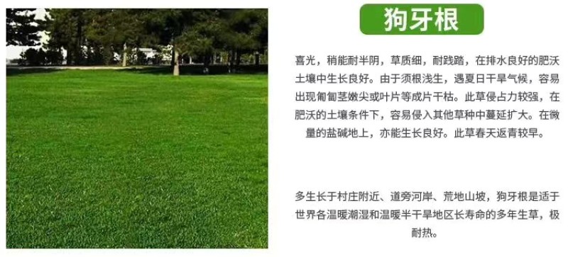 草坪种子护坡草籽绿化狗牙根高羊茅黑麦草籽百慕大四季常青草