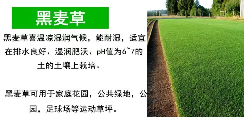 草坪种子护坡草籽绿化狗牙根高羊茅黑麦草籽百慕大四季常青草
