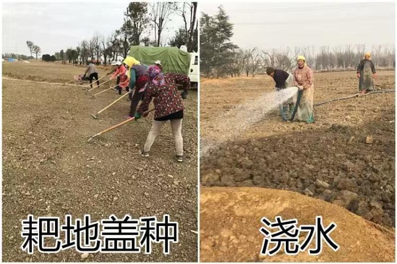草坪种子护坡草籽绿化狗牙根高羊茅黑麦草籽百慕大四季常青草