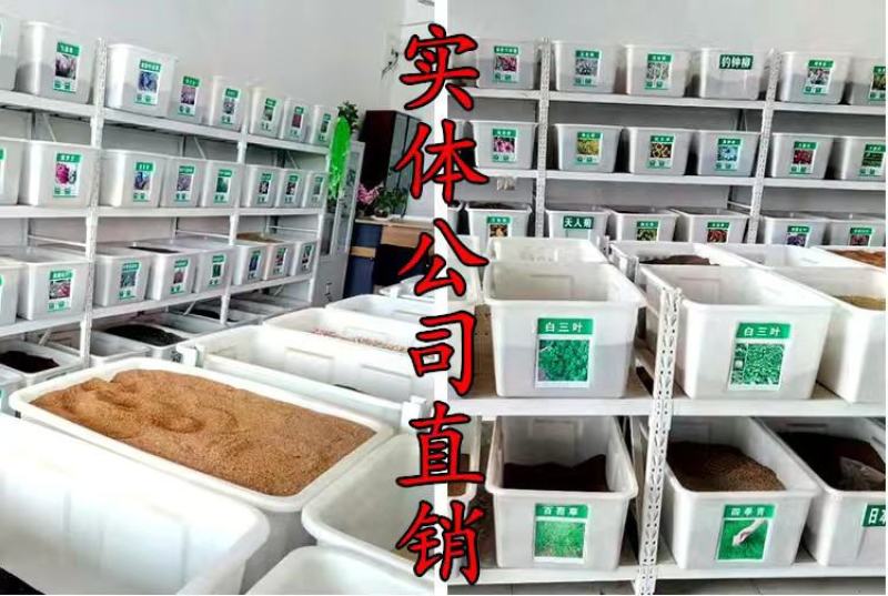 草坪种子护坡草籽绿化狗牙根高羊茅黑麦草籽百慕大四季常青草