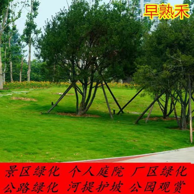 草坪种子护坡草籽绿化狗牙根高羊茅黑麦草籽百慕大四季常青草