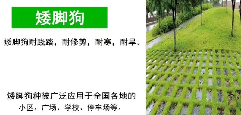 草坪种子护坡草籽绿化狗牙根高羊茅黑麦草籽百慕大四季常青草