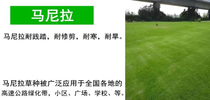 草坪种子护坡草籽绿化狗牙根高羊茅黑麦草籽百慕大四季常青草