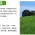 草坪种子护坡草籽绿化狗牙根高羊茅黑麦草籽百慕大四季常青草