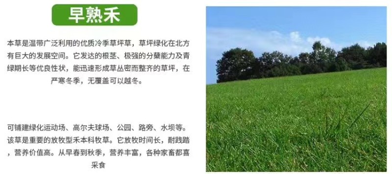 草坪种子护坡草籽绿化狗牙根高羊茅黑麦草籽百慕大四季常青草