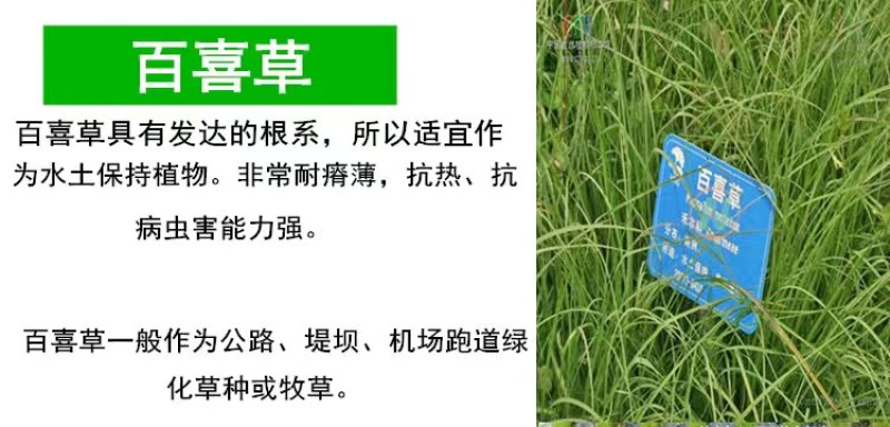 草坪种子护坡草籽绿化狗牙根高羊茅黑麦草籽百慕大四季常青草