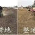 草坪种子护坡草籽绿化狗牙根高羊茅黑麦草籽百慕大四季常青草