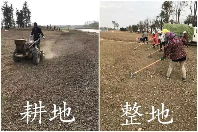 草坪种子护坡草籽绿化狗牙根高羊茅黑麦草籽百慕大四季常青草