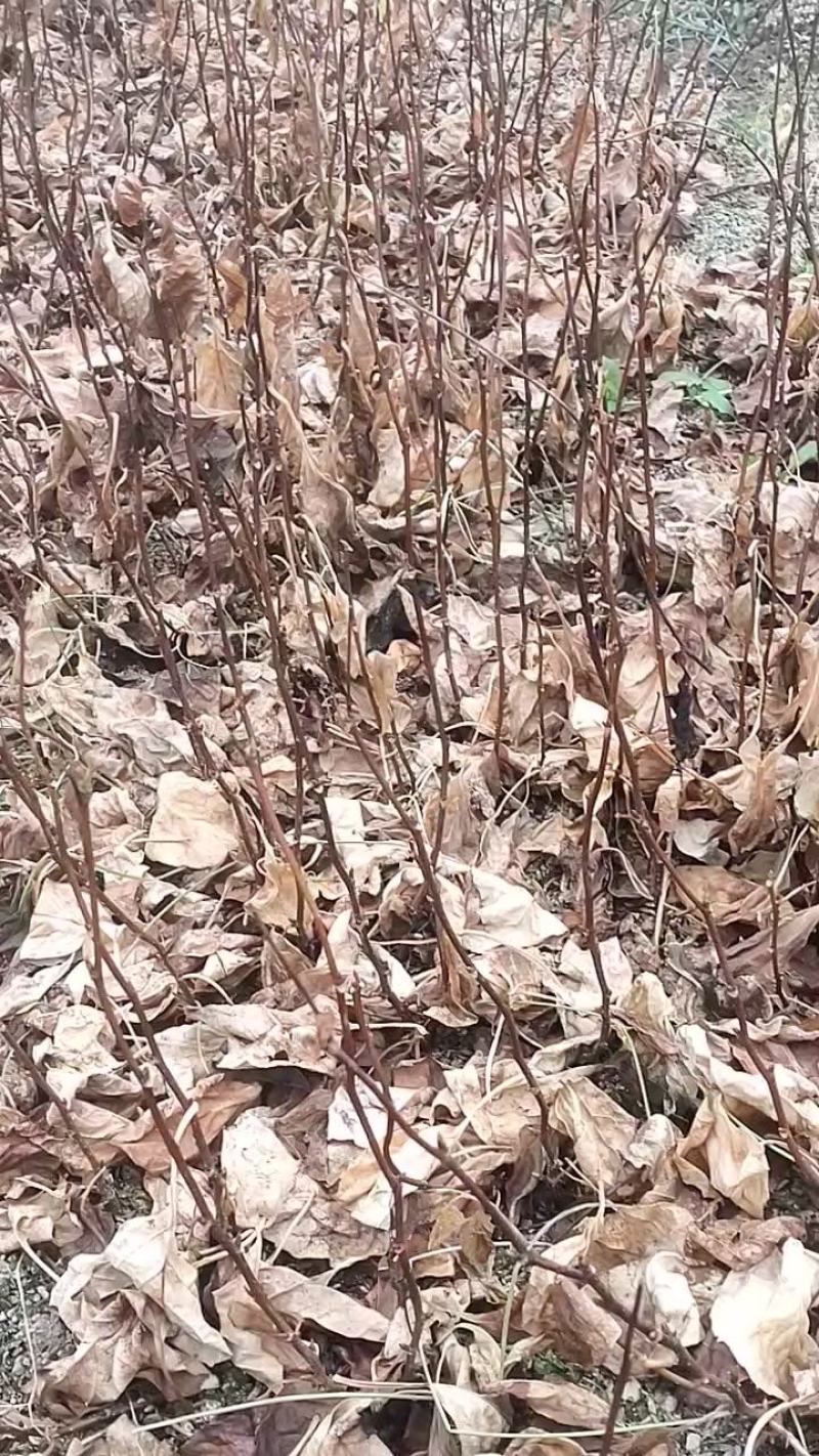 产地直销辽五味子一年高质量苗可视频看货质量保障
