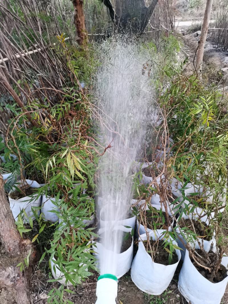 贵州精品下山桩及熟桩十大功劳
