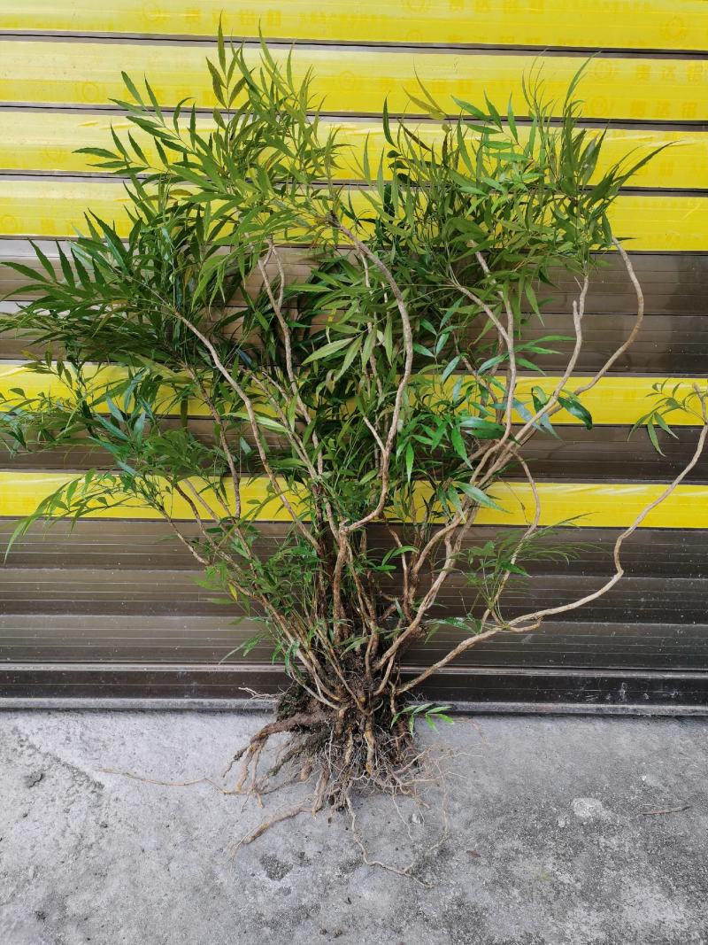 贵州精品下山桩及熟桩十大功劳