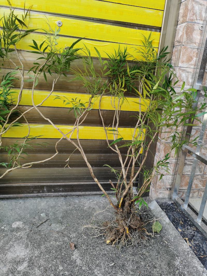 贵州精品下山桩及熟桩十大功劳