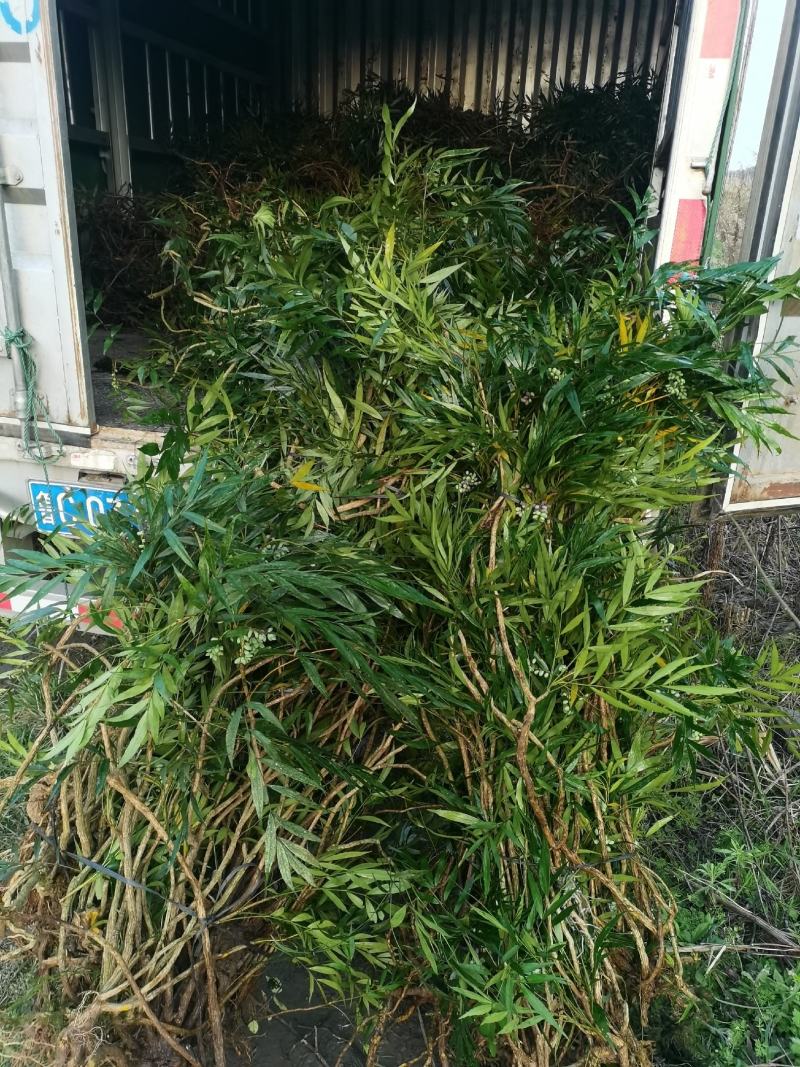贵州精品下山桩及熟桩十大功劳