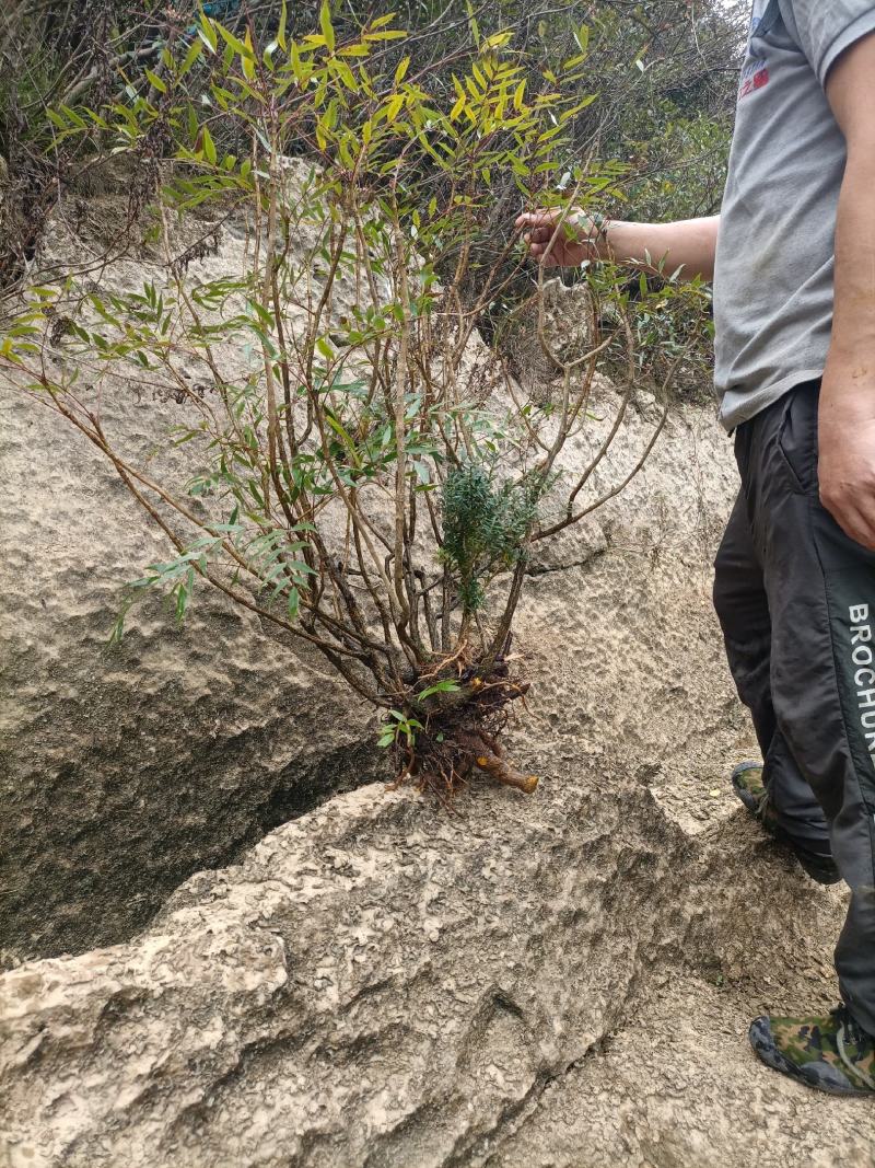 贵州精品下山桩及熟桩十大功劳