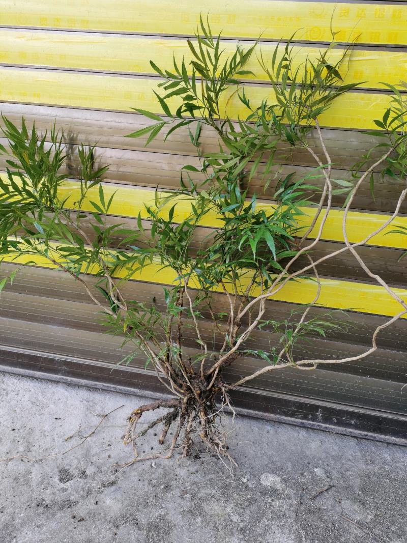 贵州精品下山桩及熟桩十大功劳