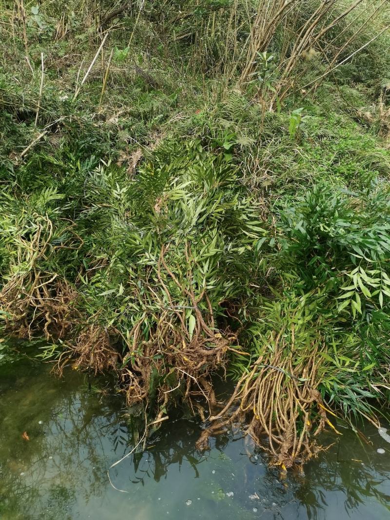 贵州精品下山桩及熟桩十大功劳