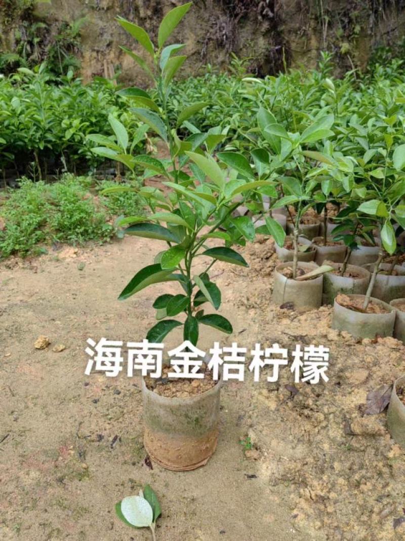 海南金桔柠檬苗嫁接苗苗子漂亮