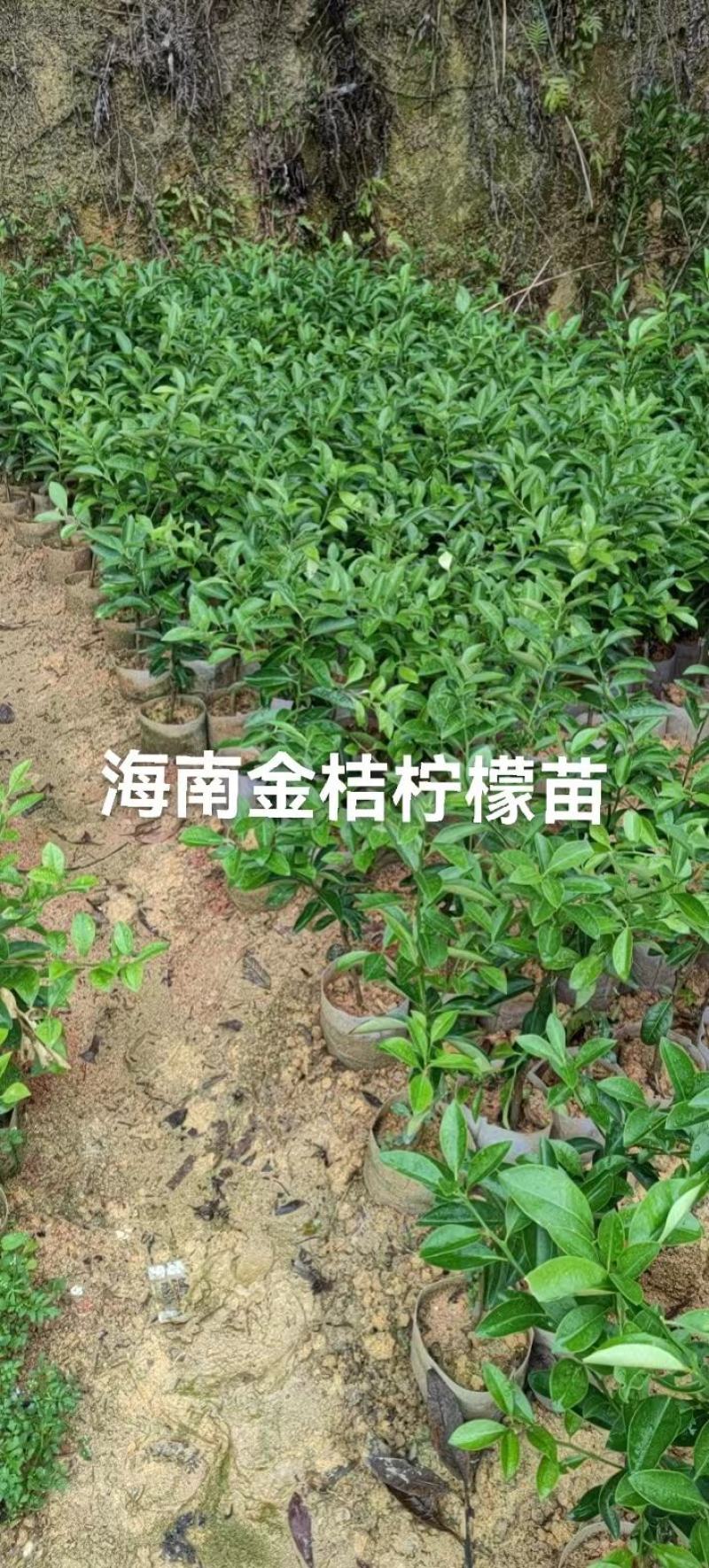 海南金桔柠檬苗嫁接苗苗子漂亮