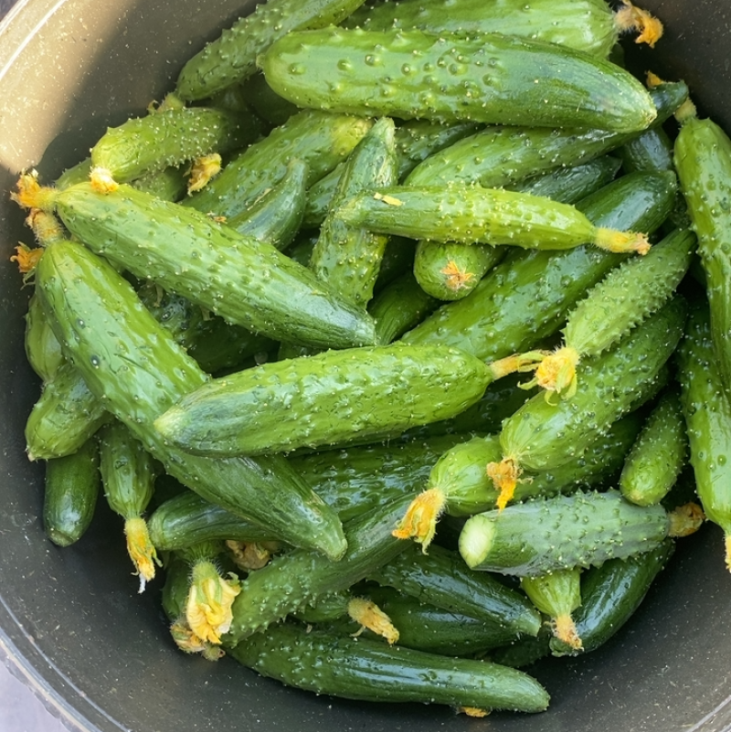 精神腌菜瓜，手挑二号