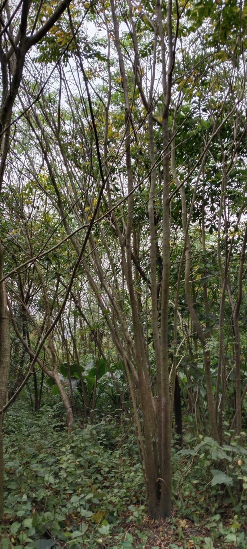 丛庄麻楝