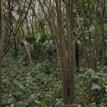 丛庄麻楝
