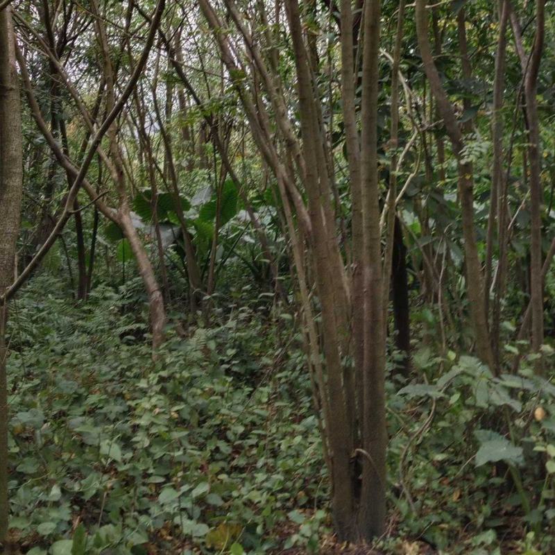 丛庄麻楝