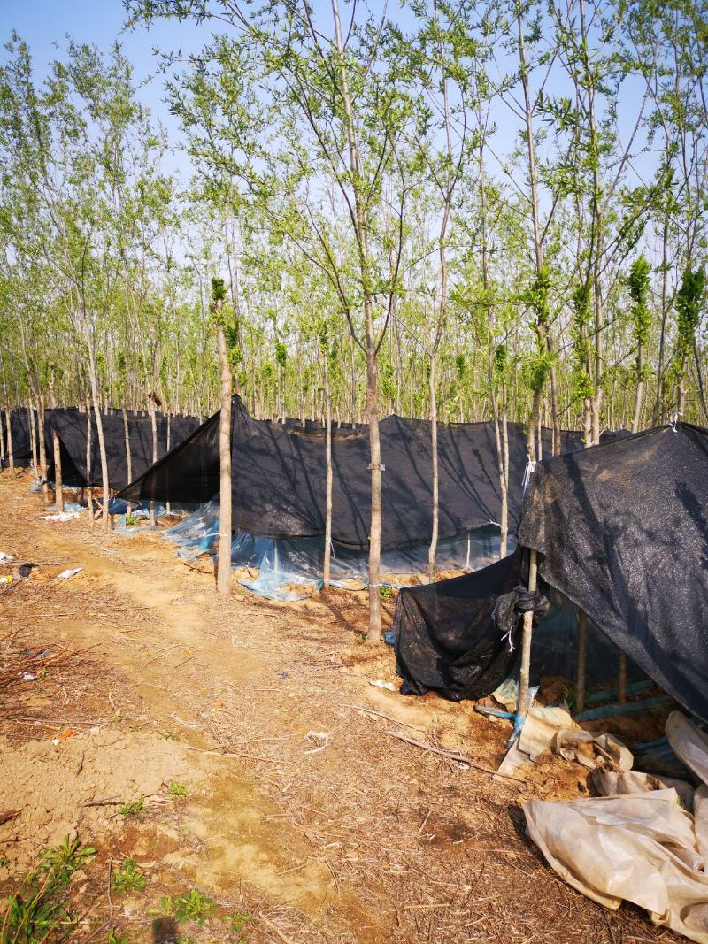 2024年羊肚菌上市，鲜货，干货都可以，100亩基地