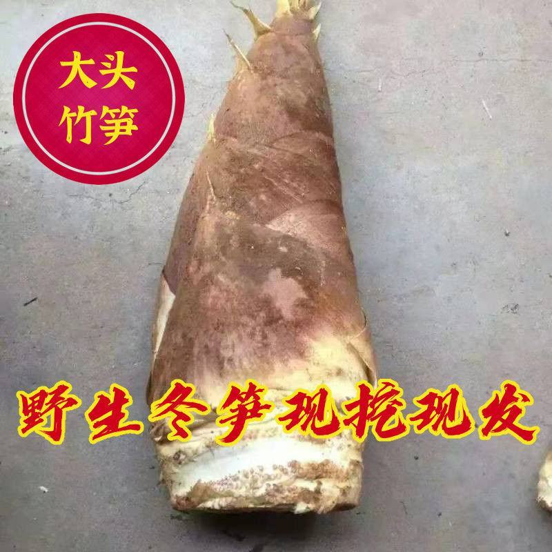 2025春笋现挖现发野生苗笋毛笋现挖黄泥笋鲜笋新鲜蔬菜