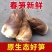2025春笋现挖现发野生苗笋毛笋现挖黄泥笋鲜笋新鲜蔬菜