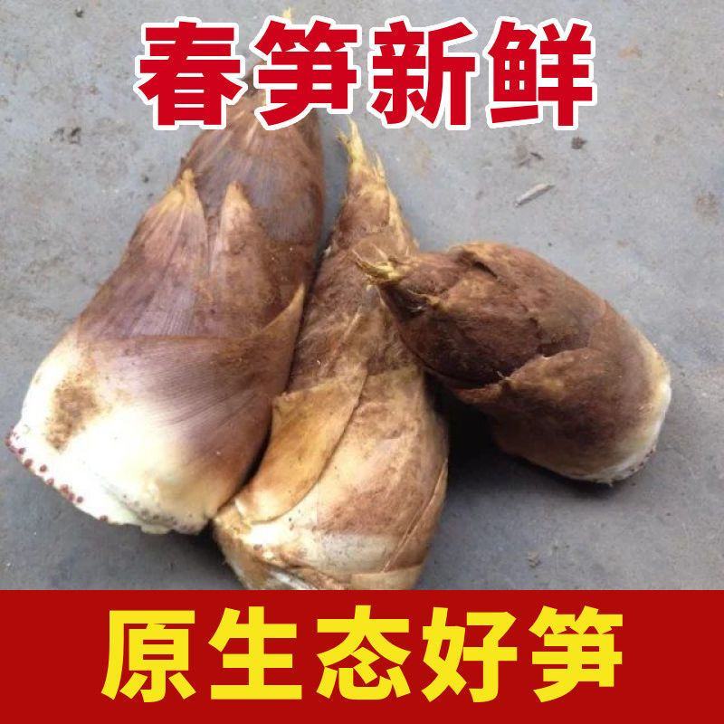 2025春笋现挖现发野生苗笋毛笋现挖黄泥笋鲜笋新鲜蔬菜