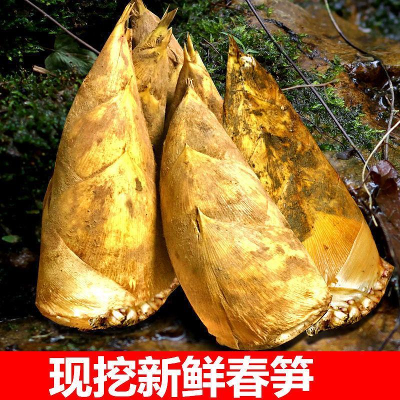 2025春笋现挖现发野生苗笋毛笋现挖黄泥笋鲜笋新鲜蔬菜