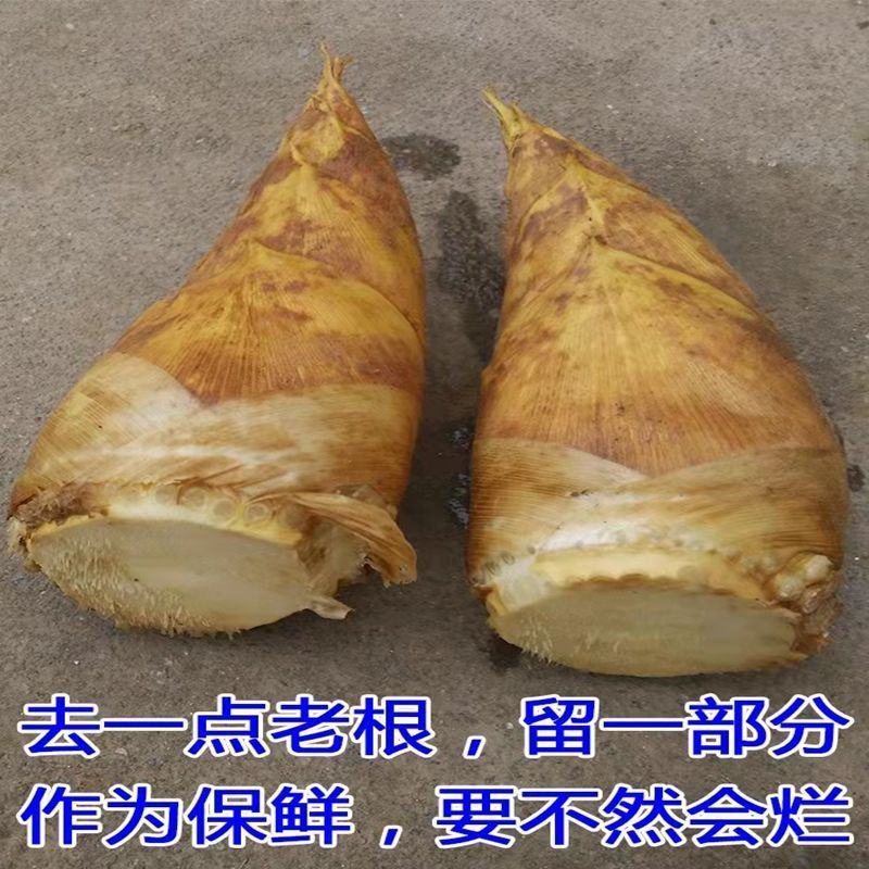 2025春笋现挖现发野生苗笋毛笋现挖黄泥笋鲜笋新鲜蔬菜