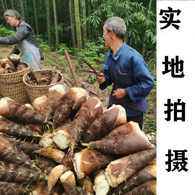 2025春笋现挖现发野生苗笋毛笋现挖黄泥笋鲜笋新鲜蔬菜