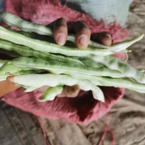 头茬刚开园的无丝豆九粒白芸豆大量上市中