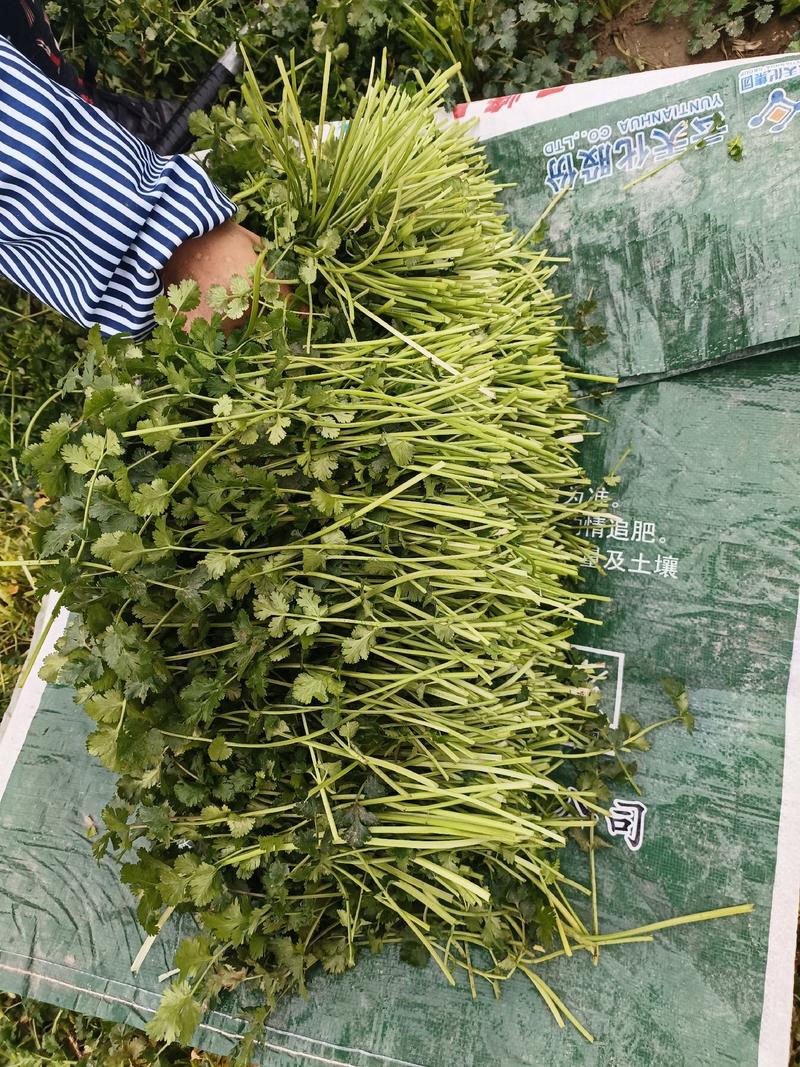 河南铁杆青脱水香菜常年每天大量有货全国代发欢迎咨询