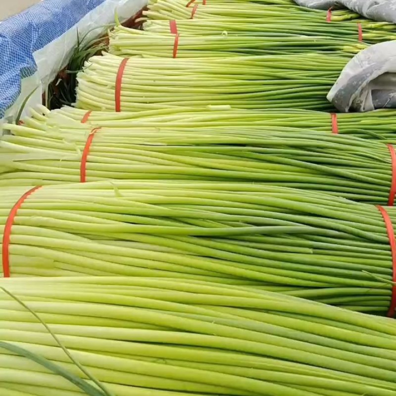 徐州丰县白帽蒜苔量大从优常年对接各大批发市场欢迎联系