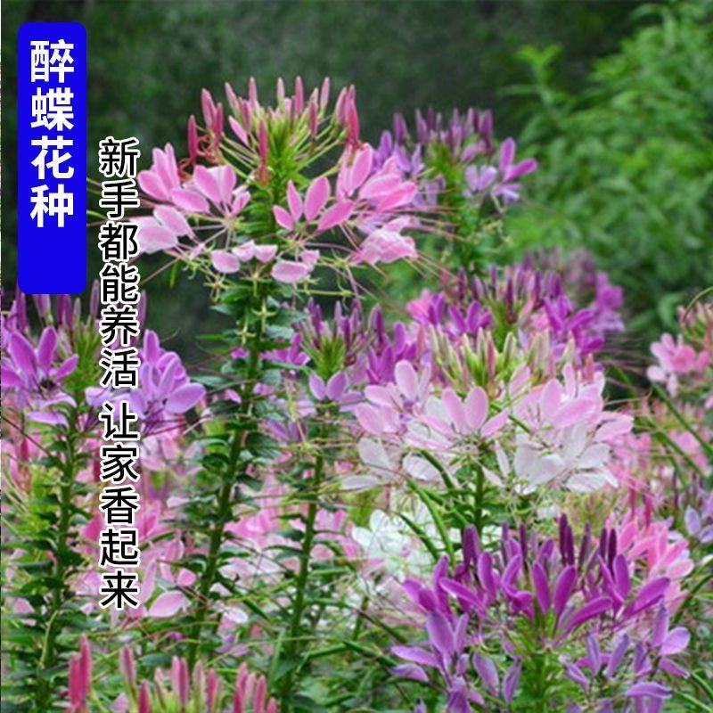 醉蝶花种子，景观绿化花卉种子，种子，种籽花卉种子批发