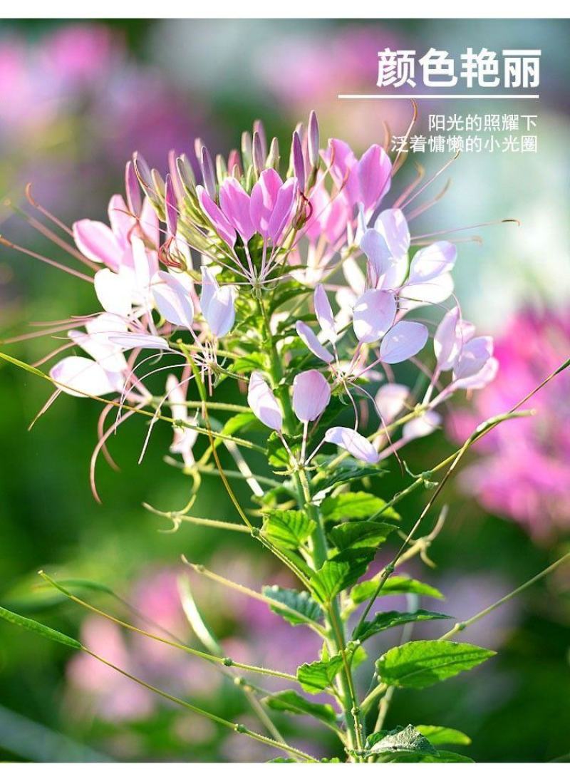 醉蝶花种子，景观绿化花卉种子，种子，种籽花卉种子批发