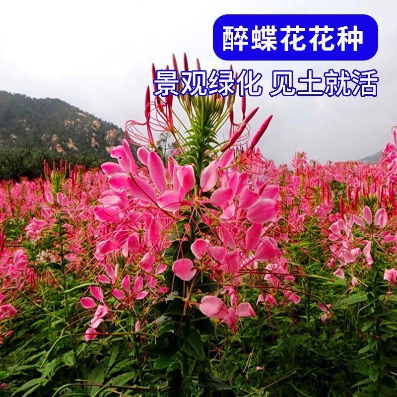 醉蝶花种子，景观绿化花卉种子，种子，种籽花卉种子批发