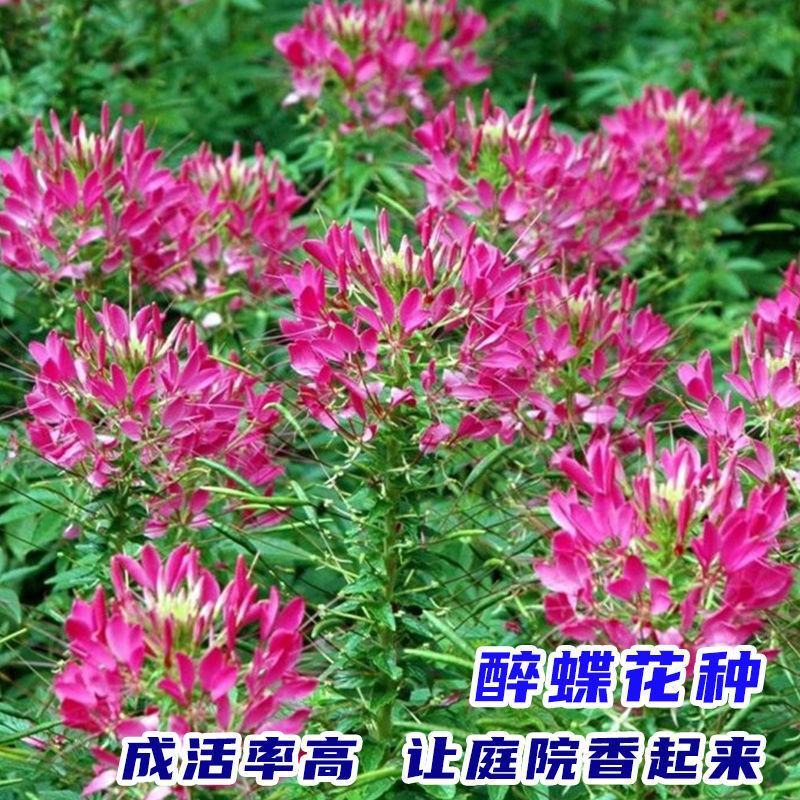 醉蝶花种子，景观绿化花卉种子，种子，种籽花卉种子批发
