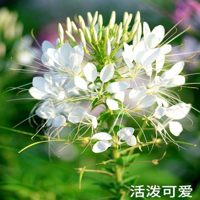 醉蝶花种子，景观绿化花卉种子，种子，种籽花卉种子批发