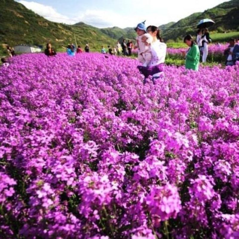 蓝香芥种子，欧亚香花芥多年生草本耐寒花种籽花海庭院绿化种