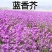 蓝香芥种子，欧亚香花芥多年生草本耐寒花种籽花海庭院绿化种